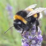 Bee Jackson - @beeholderphotos - Instagram
