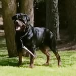 Bee Johnson - @beeloved_house_rottweilers - Instagram