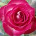 Bee Joseph - Facebook