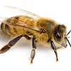 bee - @beelandry - TikTok