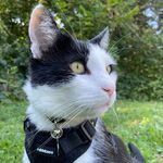 Beeloo - @kentuxie_kitty - Instagram