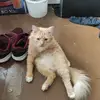 janis4567 - @beeloo38 - TikTok