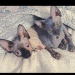 Bee Perez - @queenbeescats - Instagram