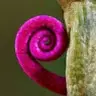 Bee Phang - @30360048033 - TikTok