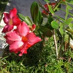 Bee Poh Tay - Facebook