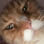 Kira - @beepohdogg - Instagram