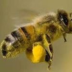 Bee Pollen - @pollenbee - Instagram