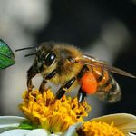 bee.lover - @bee.pollen.honey - Instagram
