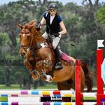 Bee Powell - @bee.p.equine - Instagram