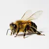 M to the bee🐝 - @world_record_bee - TikTok