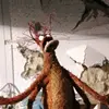 beeRICE - @bee.rice - TikTok