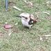 Bee Rod - Facebook