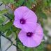 Bee Schmitt - Facebook