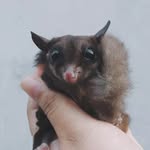 Sugar Glider - @beesun.sg - Instagram