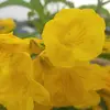 Bee Tong - @bee.tong - TikTok