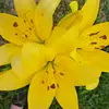 MAGA honey bee - @honeybeewatkins - TikTok