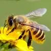 Bee_Wise - @bee_wise - TikTok