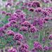 Bee-Wise Gardening - Facebook