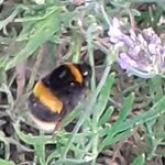Bee Wise - @beewise.ie - Instagram