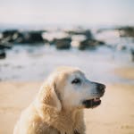 Bee Wood - @bee.liqueur - Instagram