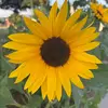 BeeYou - @beeyouut - TikTok