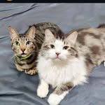 Bee & Zee - @beezeepawmily - Instagram