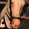 Bee_Zee - @bee_zee21 - TikTok