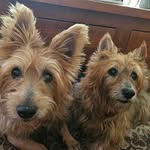 Belinda Brown - @beebeebrown101 - Instagram
