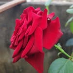 Beebijan shaik - @janu_shaik_05 - Instagram