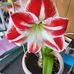Bev Johnson - Facebook