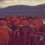 Johnson Beefmasters - @johnsonbeefmasters - Instagram