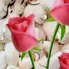 beena Joseph - @prashilachtter401 - TikTok