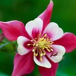 Beena Mohan - @beena.mohan.566 - Instagram