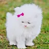 Beenish Anwar - @beenishanwar01 - TikTok