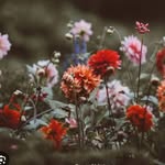 beenish wasim - @beenish.wasim - Instagram