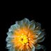 Hamida Begam - Facebook