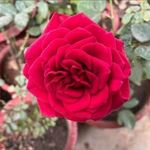 behnaz mahdavi - @hshsn.dhskamlesh - Instagram