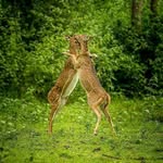 b a - @behrooz_azadbkt - Instagram