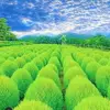 BiHroz Hakimi - @bihroz.hakimi - TikTok