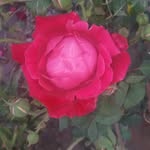 behrooz.moradi - @behrooz.moradi36 - Instagram