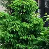 behrooz rahbar - @behrooz.rahbar2 - TikTok