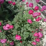 behtash 2230 - @behrooz_rahbarifar - Instagram