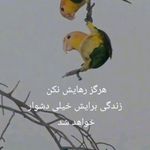 Behrouz Amini - @behrouzamini3 - Instagram