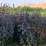 behzad_karimi - @behzad.8810 - Instagram