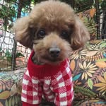 @bei_ding_ding - Instagram