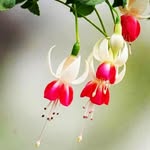 hadi.beitsaiah - @hadi.beitsaiah - Instagram