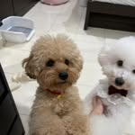 噗噗 🐶贝贝🐶 - @pupu_beibei_daily - Instagram