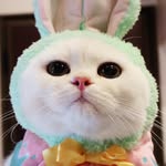 🐾小白貓貝貝🐾 - @beibei_daily - Instagram