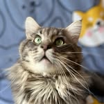 莊東東😺莊啤啤😸莊一一😽莊大大😼 - @tungtung.beibei.11.daidai - Instagram