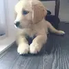 BeiBei Lin - @beibei997 - TikTok